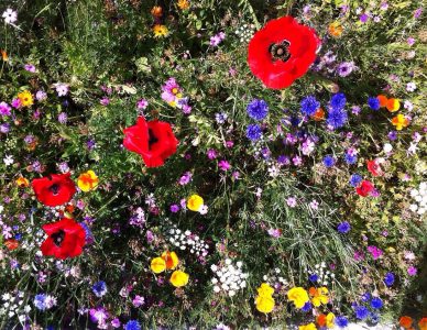 gressoney_granbaita_flowers_3