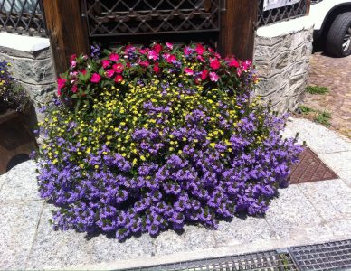 gressoney_granbaita_flowers_5